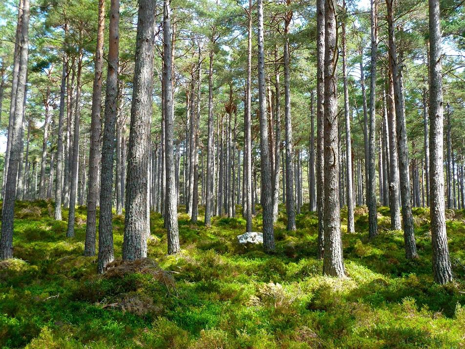 woodlands